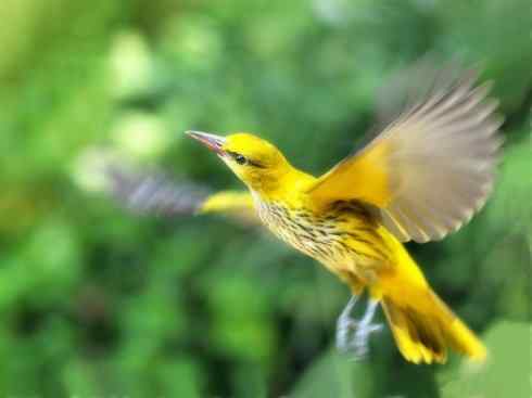 美丽无罪:雀鸟之朱鹂 美丽无罪:雀鸟之朱鹂