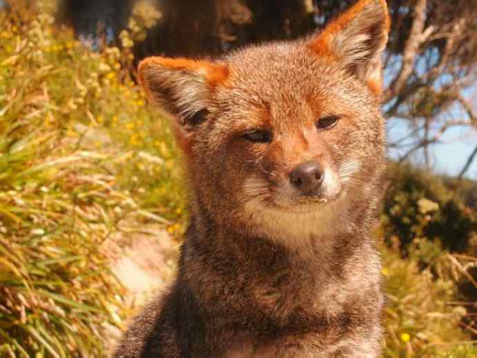 犬科：狐亚科伪狐属之阿根廷狐、山狐、达尔文狐