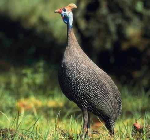 奇特的盔：盔珠鸡