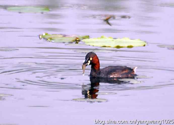 早餐 wbr鈥斺斝t捕鱼纪实