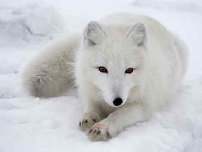 犬科：狐亚科之北极狐（雪鸮、雷鸟）