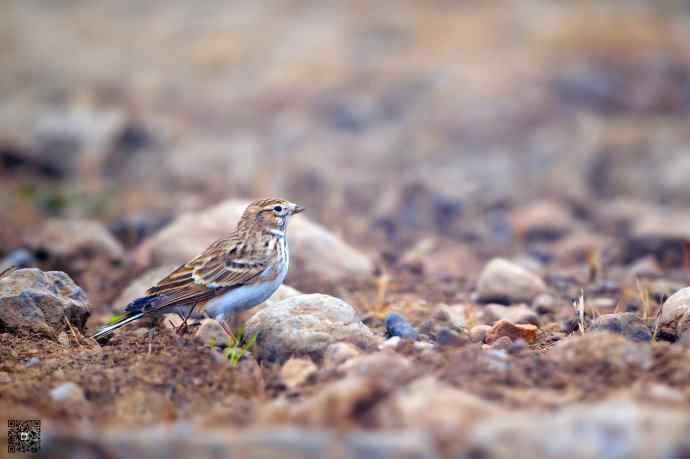 一组野鸭湖的小林鸟