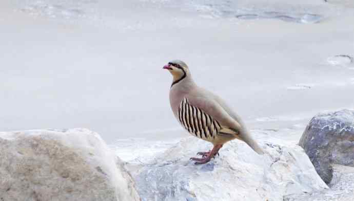 涧底有鸡鸣 wbr石上意踟躇