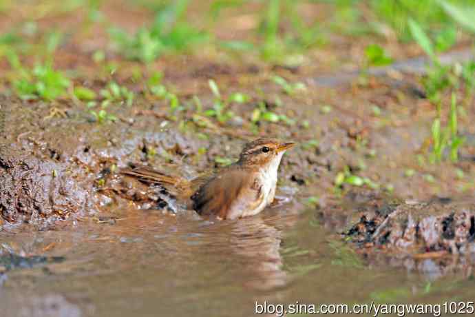 褐柳莺（5）
