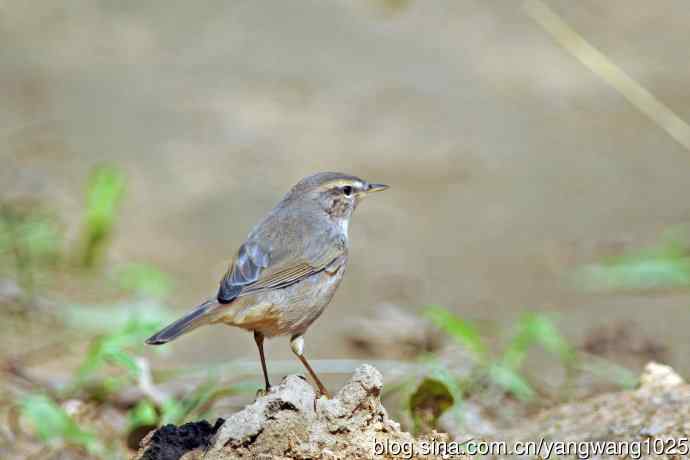 褐柳莺(9) 褐柳莺(9)