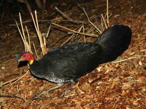 另类鸟类建筑师之二（褐背拟地鸦、雪雀）