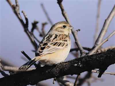 珍稀鸟类栗斑腹鹀再现北京，时隔70多年！