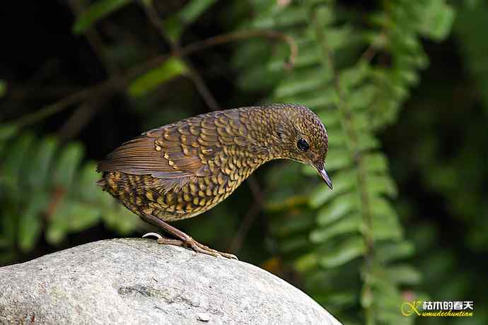 卤蛋鈥斝×坌仞责
