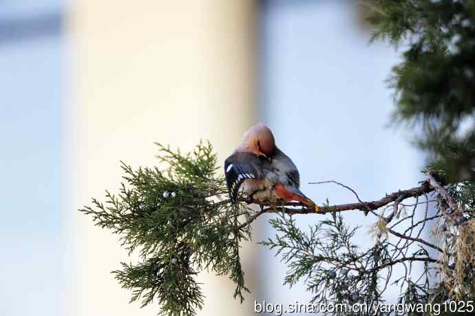 美吗?（太平鸟梳理篇）3