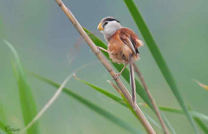震旦鸦雀:芦野中的超然隐士* 震旦鸦雀:芦野中的超然隐士*