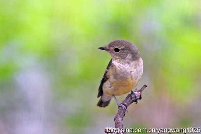 雌性白眉姬鹟（16）