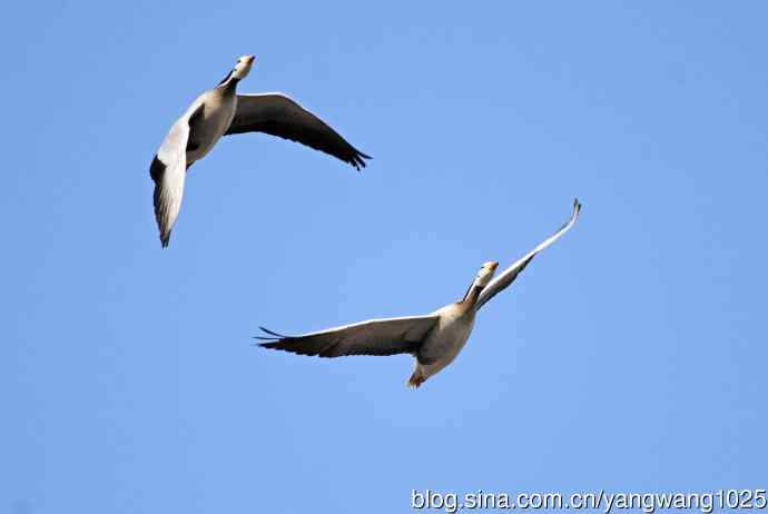 斑头雁（抓拍）13