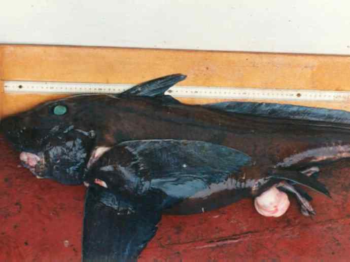 鱼类活化石：长吻银鲛