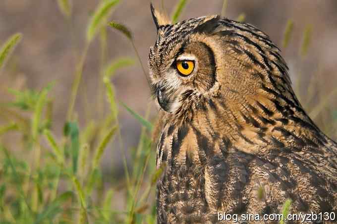 终于拍到大雕神猫了鈥斺敱贝骱有菁俚谒摹⑽逄欤ㄗ橥迹18张图片）