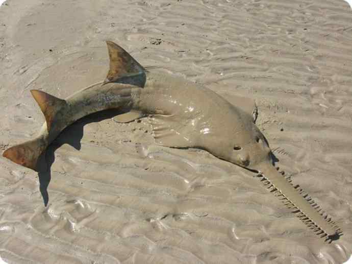 鱼类活化石：锯鳐