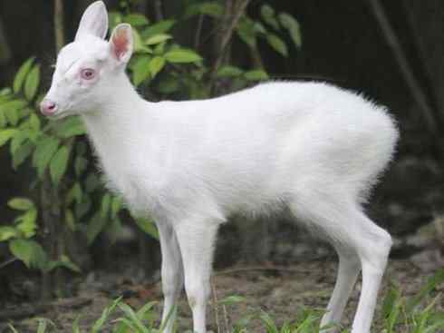 白虎:传说的兽原型探秘 白虎:传说的兽原型探秘