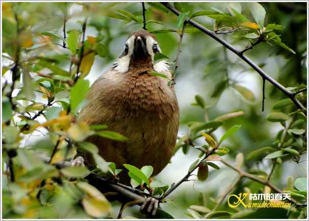 鈥湸蚰疋澦嫦搿菊掌