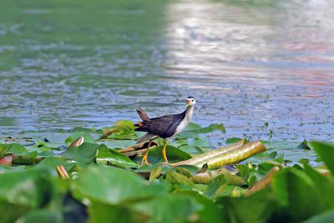 白胸苦恶鸟（2）