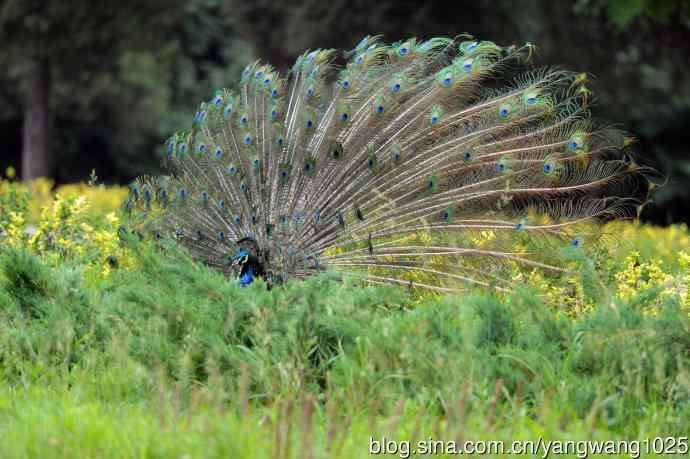 蓝孔雀（开屏）续