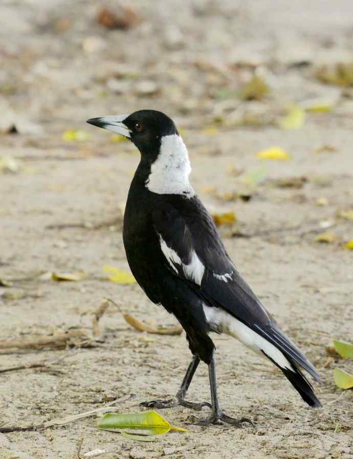 澳洲拍鸟鈥斺斂诩即笸鹾诒持尤