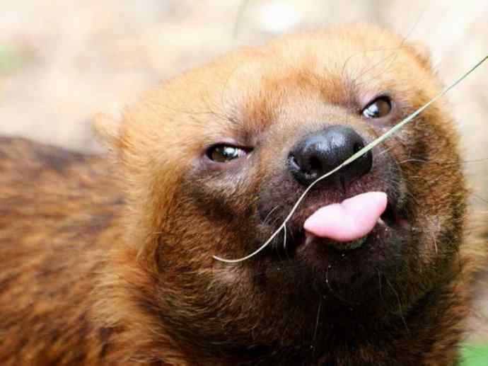 犬科：薮犬亚科薮犬属之薮犬