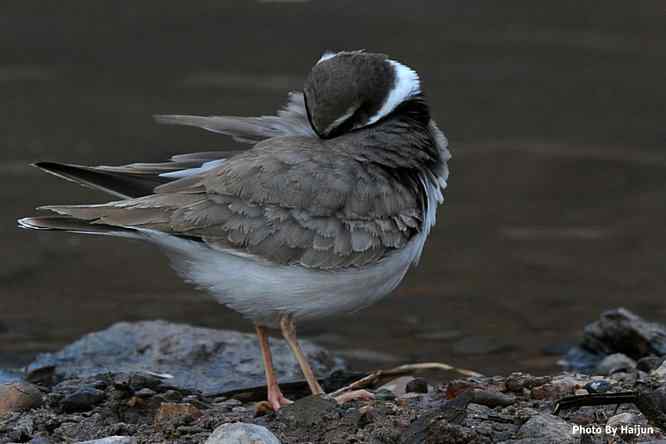 鸟为悦己者容(长嘴剑鸻梳妆)