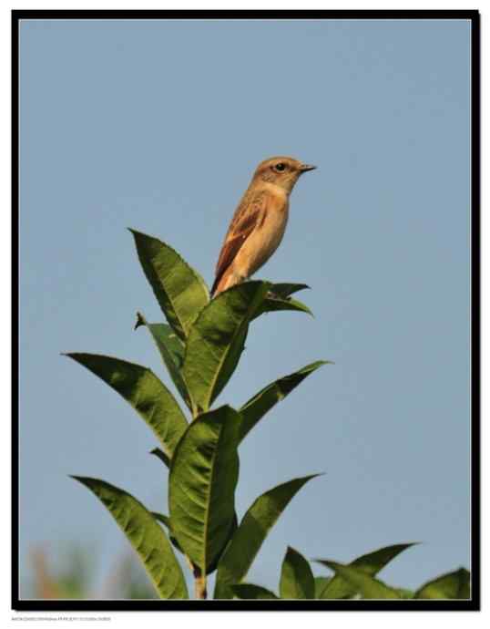 一个让人失望的春季迁徙