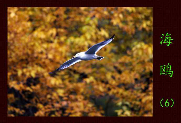 海鸥(6) 海鸥(6)