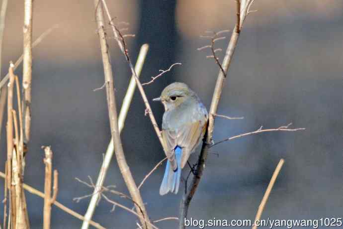 雄性红胁蓝尾鸲（22）