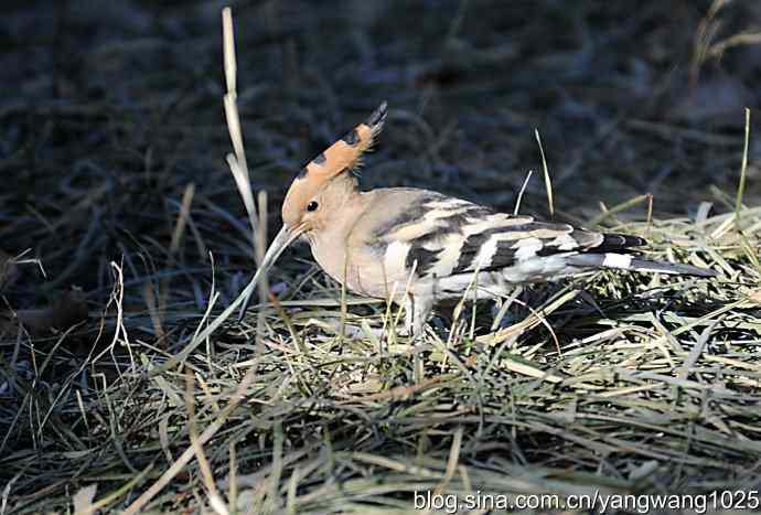 天坛公园又遇戴胜(觅食) 天坛公园又遇戴胜(觅食)