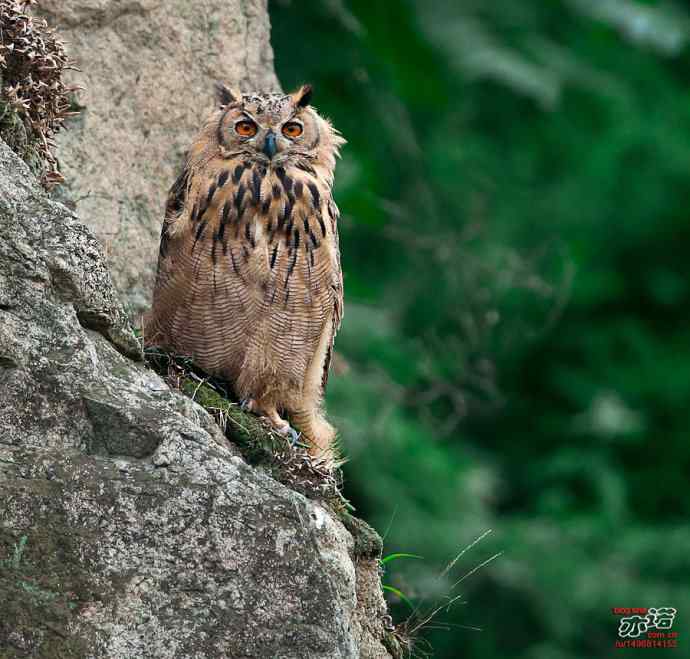 河北抚宁&nbsp;wbr路&nbsp;wbr雕鸮