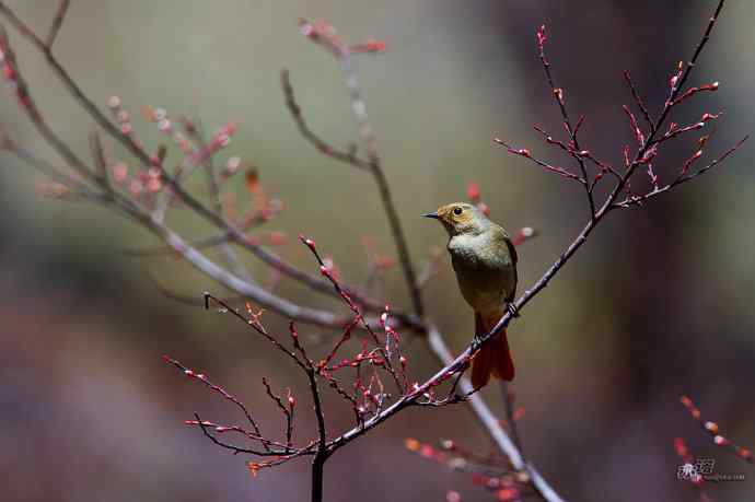 轻寒薄暖，再上川西
