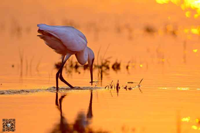 野鸭湖的大白鹭和白鹭