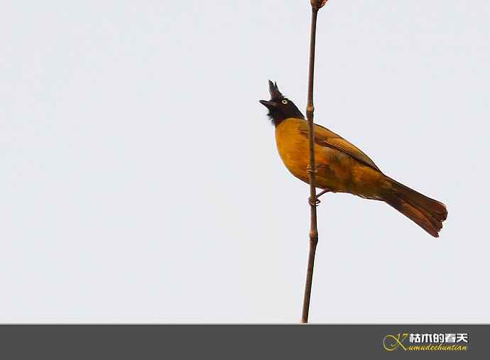 西双版纳拍鸟之一【实拍】