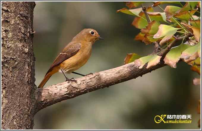 蓝额红尾鸲MM【照片】
