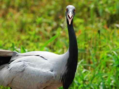 自然奇观：动物大迁徙(鹤类)