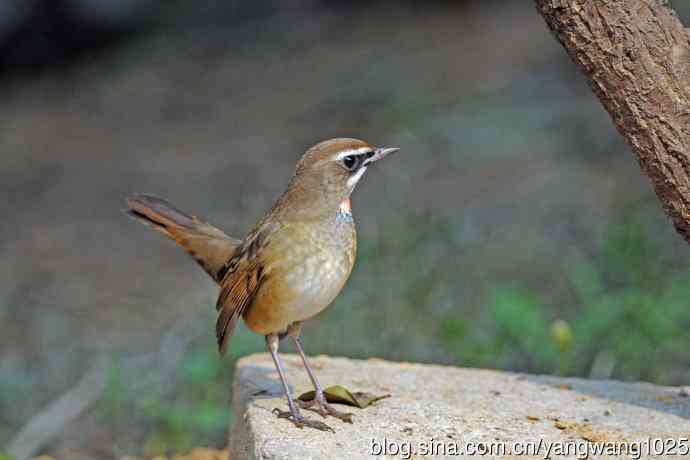 雄性红喉歌鸲（23）