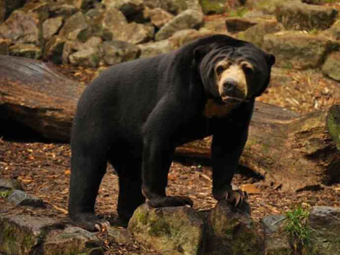 盘点十二大著名食蚁动物:懒熊 盘点十二大著名食蚁动物:懒熊