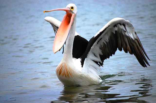 【视频】大鸟吞小鸟！彪悍的鹈鹕！