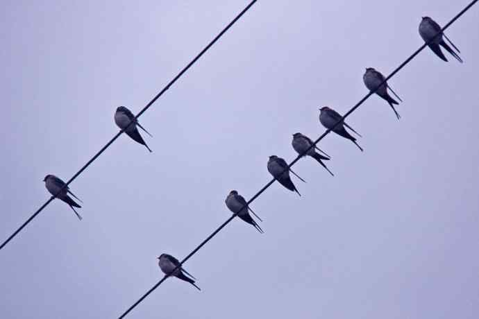 187.浙江缙云仙都农家乐（-）朱潭山鸟图