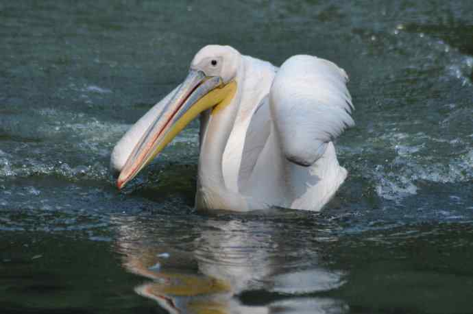 再次看到鹈鹕飞