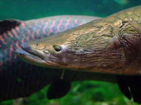 鱼类活化石：巨骨舌鱼