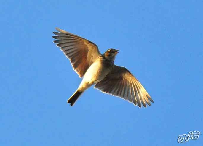 河北乐亭&nbsp;wbr路&nbsp;wbr新进账的鸟儿