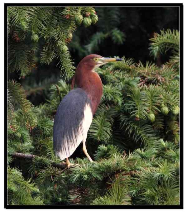 阳山摄鹭之池鹭篇