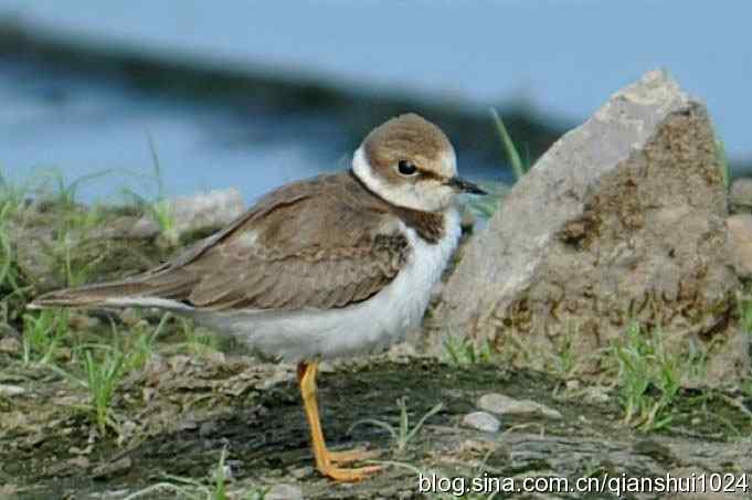 沙河水库.可爱小鸟环颈鸻