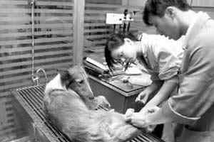 感动中国十大动物颁奖