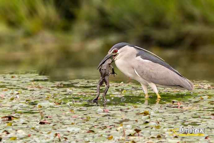 夜鹭的饕餮大餐