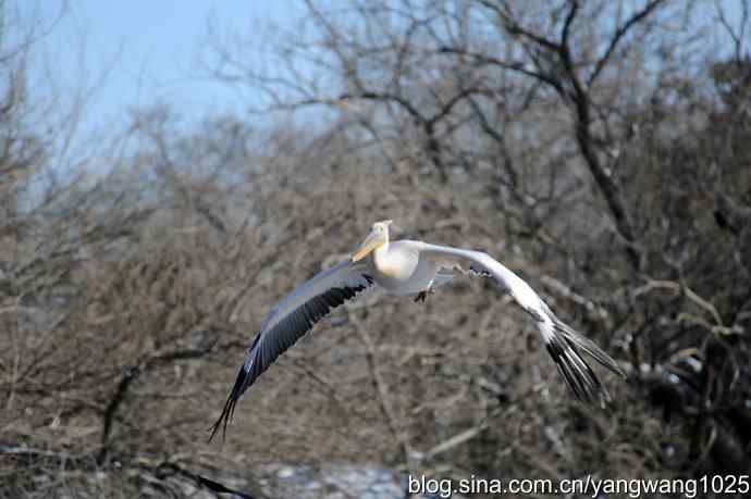 春雪之后（鹈鹕）