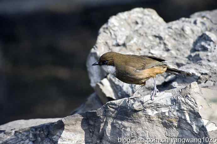 北京又现新品种(白喉噪鹛) wbr3 北京又现新品种(白喉噪鹛) wbr3