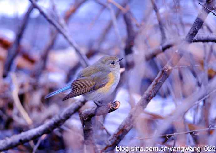雌性红胁蓝尾鸲(33) 雌性红胁蓝尾鸲(33)